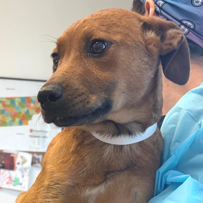 A baby small-sized female Yellow / Tan / Blond / Fawn Hound dog named Bazinga for adoption in Nashville, TN