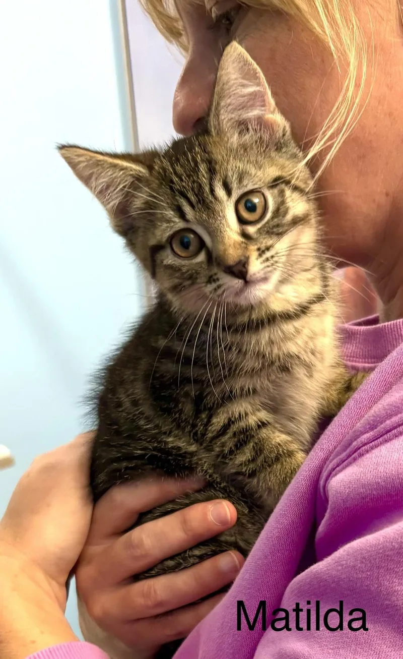 A baby small-sized female Domestic Short Hair cat named Penelope for adoption in Annapolis, MD