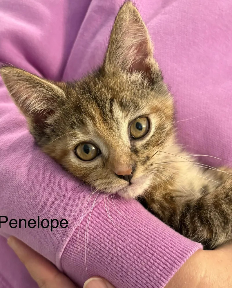 Penelope thumbnail 2