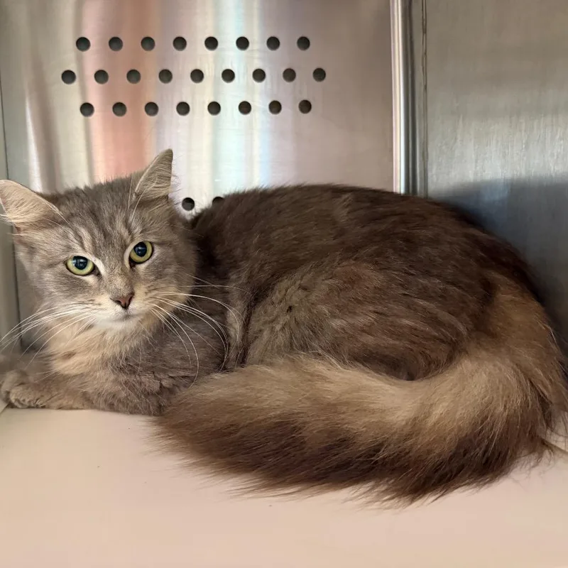 A young small-sized female Gray / Blue / Silver Domestic Long Hair cat named Sweetie for adoption in Madisonville, TN