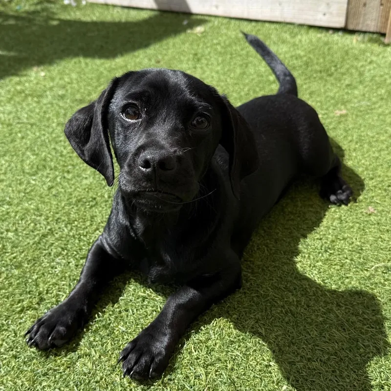 A young small-sized male Black Dachshund dog named Muggsy for adoption in LOXAHATCHEE, FL