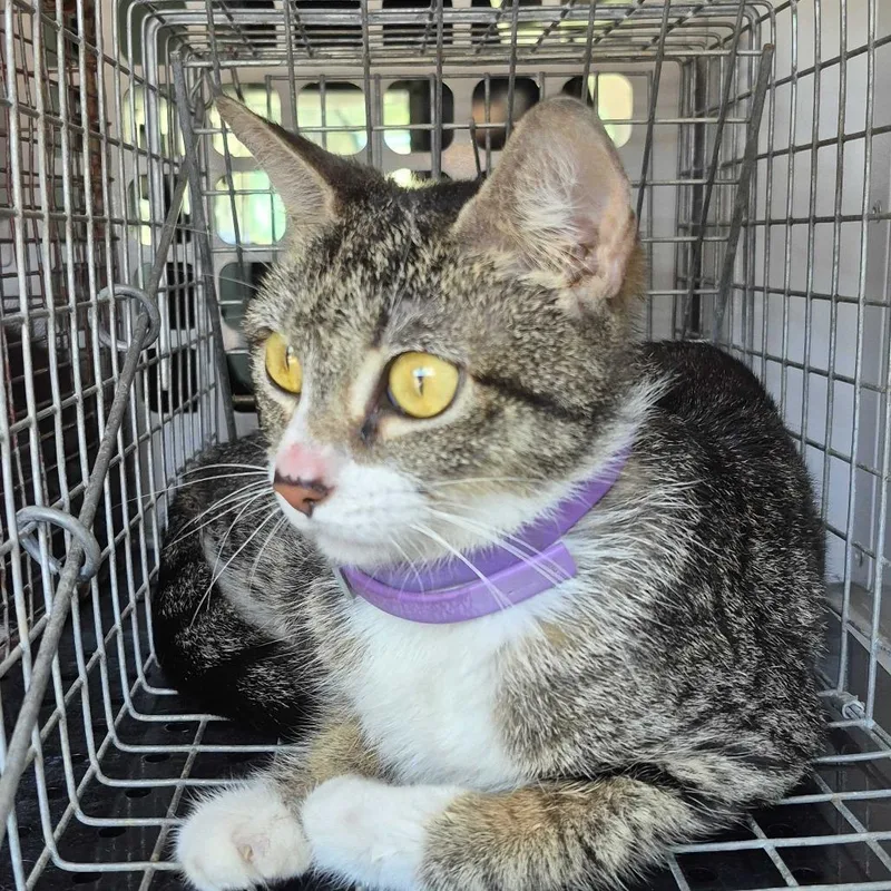 An adult medium-sized female Brown / Chocolate Domestic Short Hair cat named Straythavenue for adoption in Columbus, GA