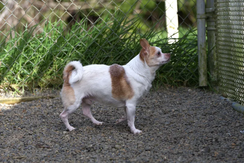 Jelly Bean thumbnail 2