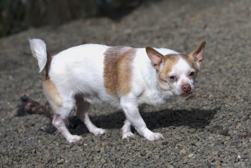 Jelly Bean thumbnail 3