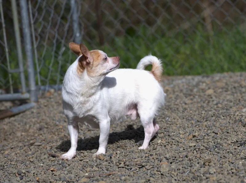 Jelly Bean thumbnail 4