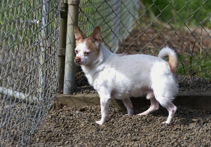 Jelly Bean thumbnail 5