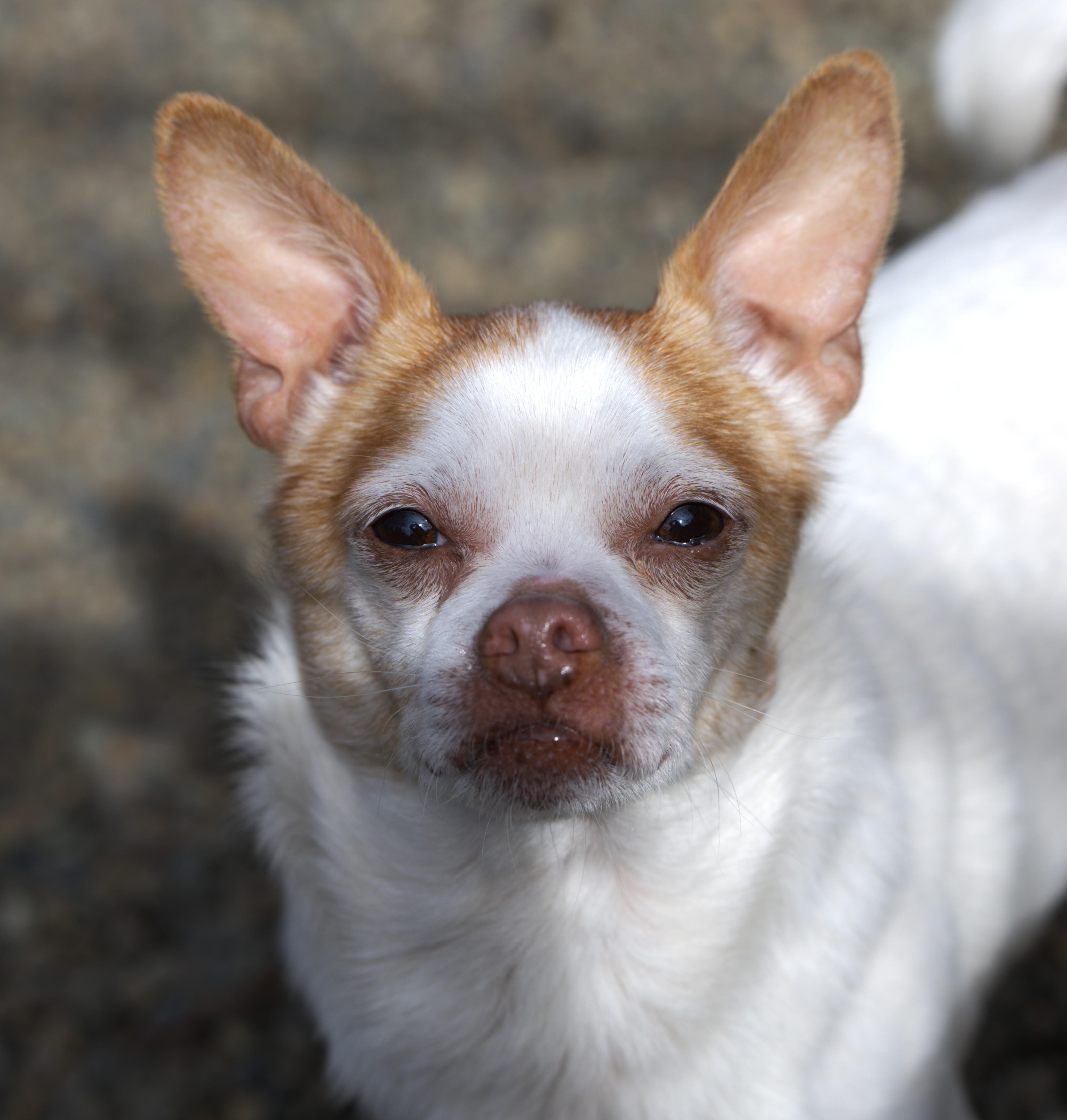 An adult small-sized male Brown / Chocolate Chihuahua dog named Jelly Bean for adoption in Hoquiam, WA