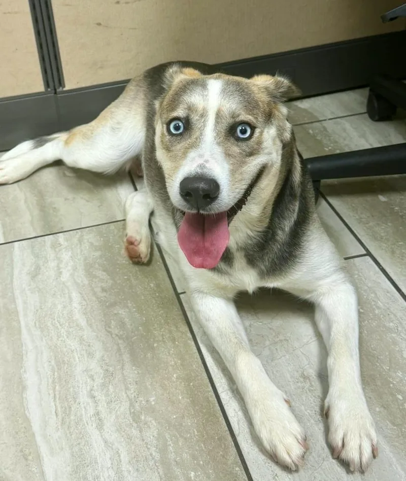 An adult large-sized female Foxhound dog named Gaia for adoption in North Syracuse, NY