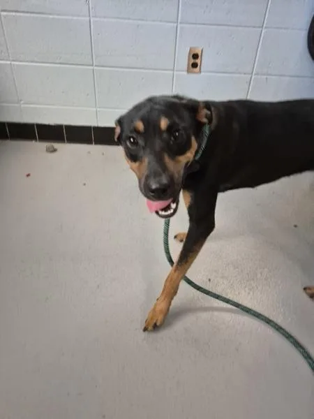 A young medium-sized female Doberman Pinscher dog named Ic for adoption in Lawrenceville, GA