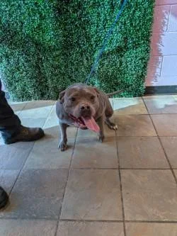 An adult medium-sized female Merle (Blue) Pit Bull Terrier dog named Pinky for adoption in El Paso, TX