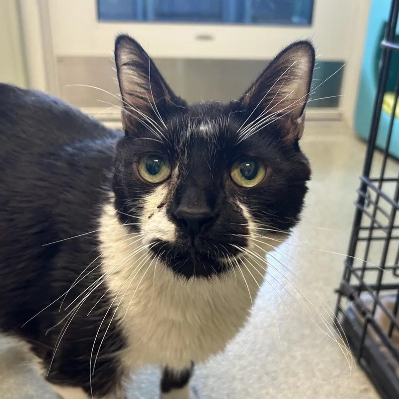 An adult medium-sized male Domestic Short Hair cat named Carter for adoption in New Castle, DE