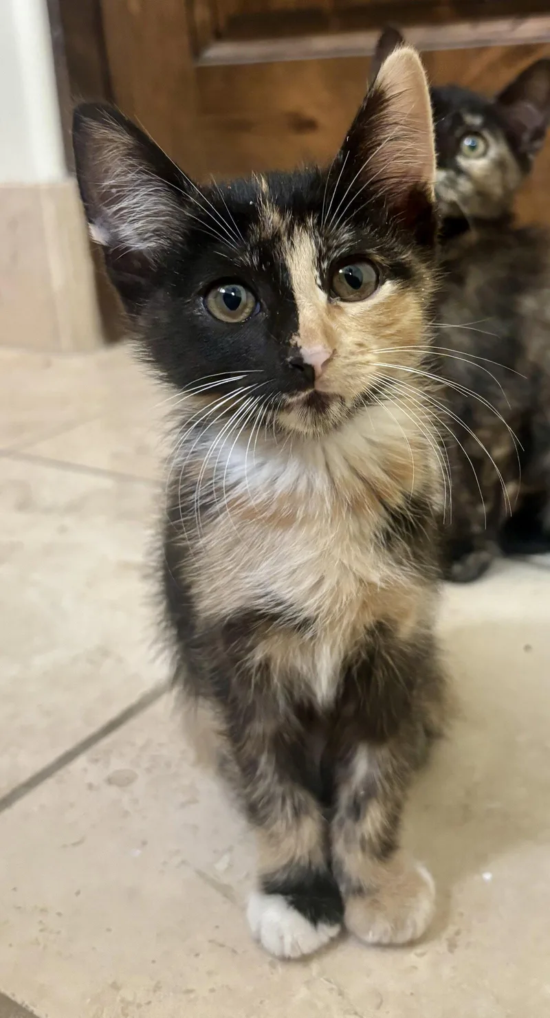 A baby medium-sized female Calico cat named Zoey for adoption in Phoenix, AZ