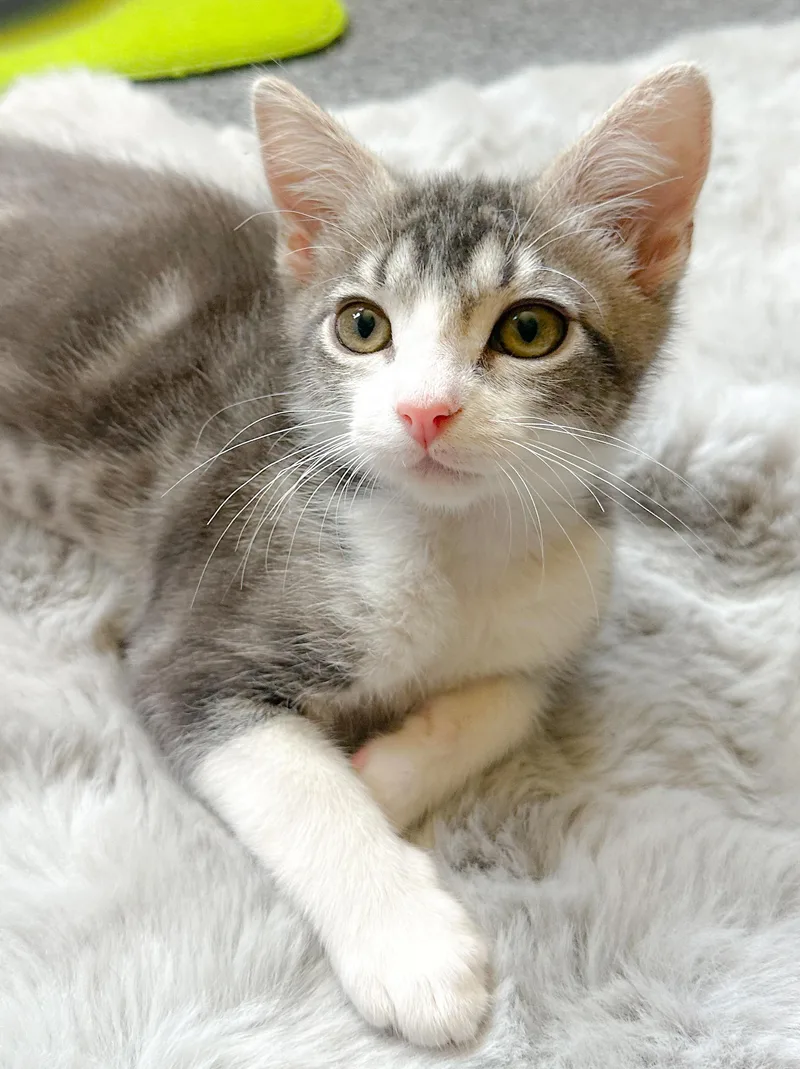 A baby medium-sized female Tabby (Gray / Blue / Silver) Tabby cat named Zuzu for adoption in Oakley, CA