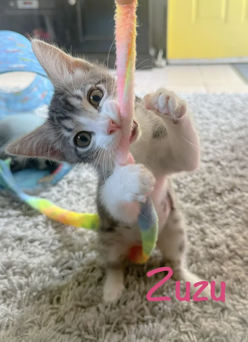 Zuzu thumbnail 2