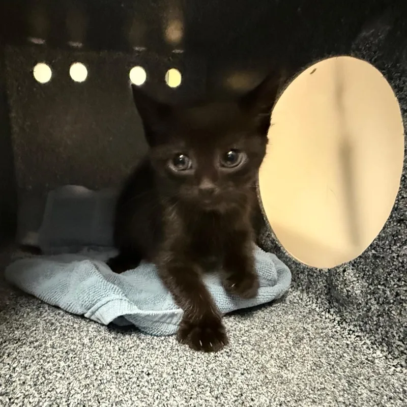 A baby small-sized female Black Domestic Short Hair cat named Inky for adoption in Pasadena, CA