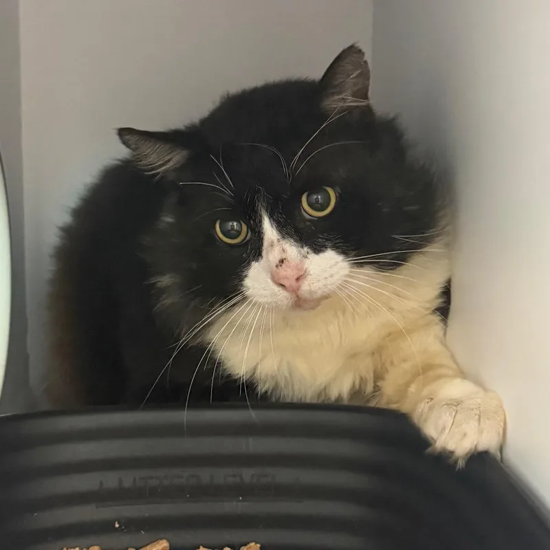 A young large-sized male Black Domestic Long Hair cat named Muffin for adoption in Lake Jackson, TX