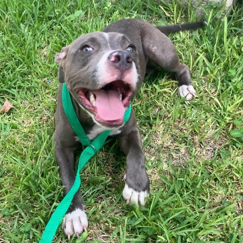 A baby small-sized male Gray / Blue / Silver Pit Bull Terrier dog named Boone A for adoption in Silsbee, TX