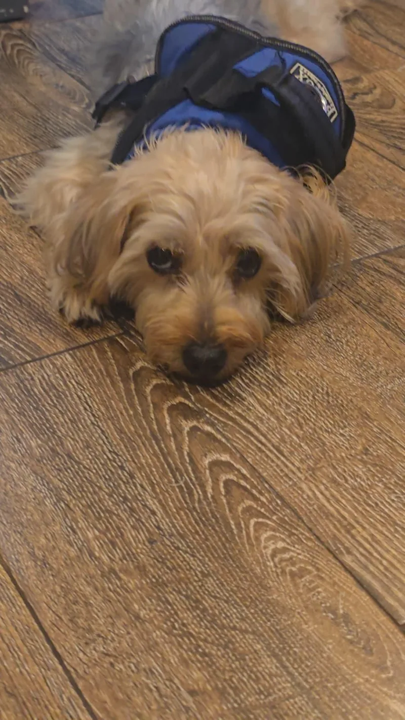 An adult small-sized female Morkie dog named Verity for adoption in Lauderhill, FL