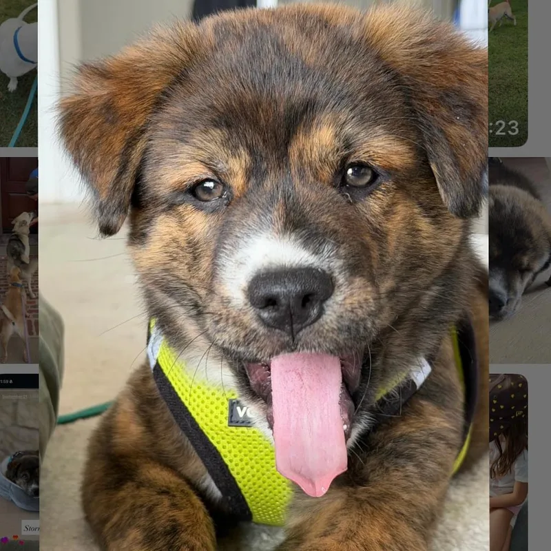 A baby small-sized female Cattle Dog dog named Harmony for adoption in San Diego, CA
