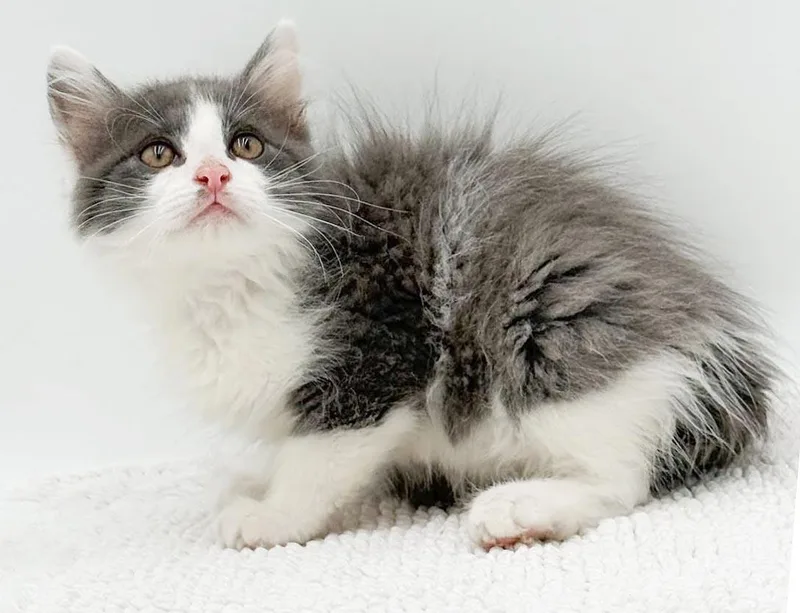 A baby small-sized male White Ragdoll cat named Woodland is simply wonderful for adoption in Bedford Hills, NY