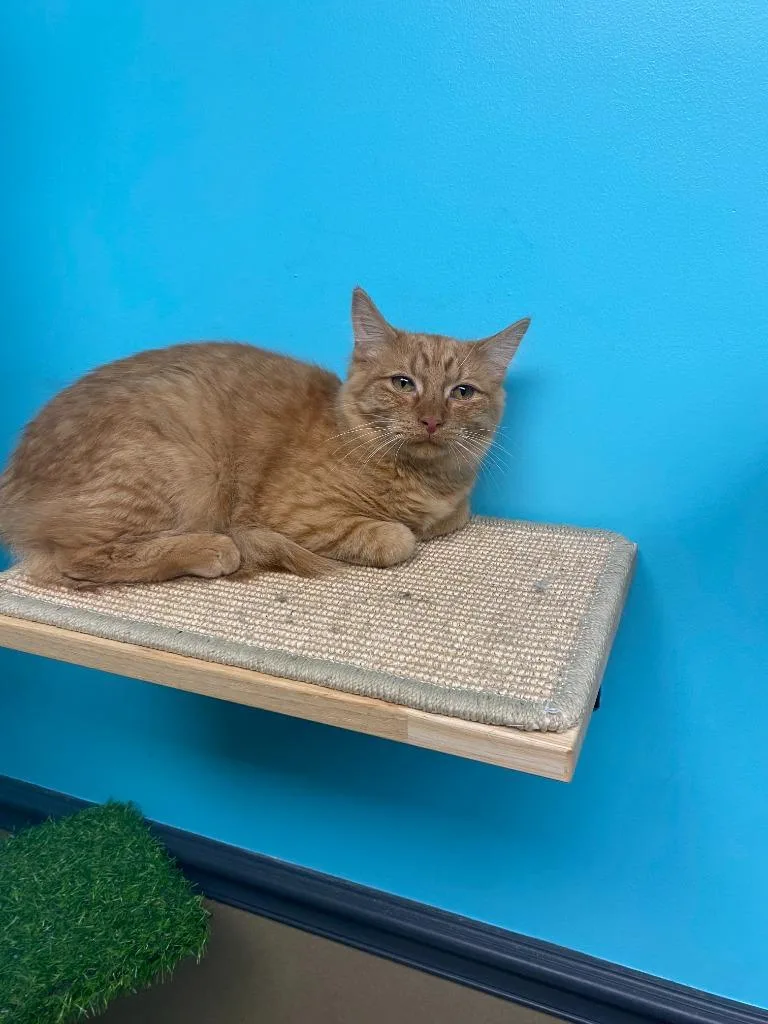 A young large-sized male American Shorthair cat named Sully for adoption in Effingham, IL