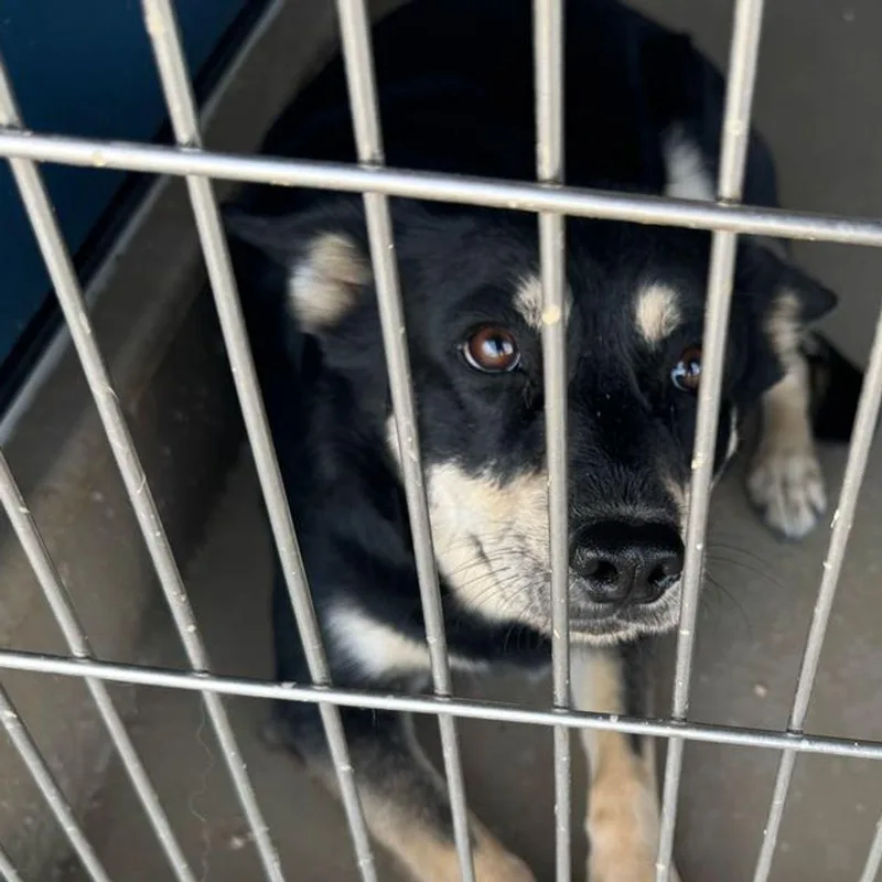 An adult medium-sized female Black Labrador Retriever dog named Shelly for adoption in Kingman, AZ