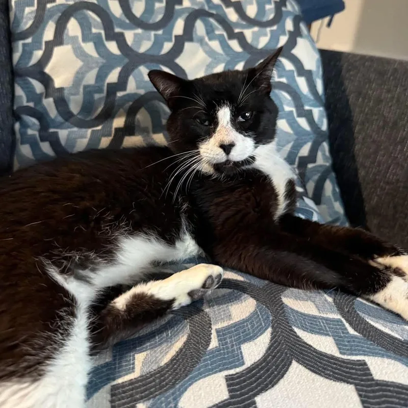 An adult medium-sized male Black & White / Tuxedo Domestic Short Hair cat named Hubert Jones for adoption in Fort Oglethorpe, GA