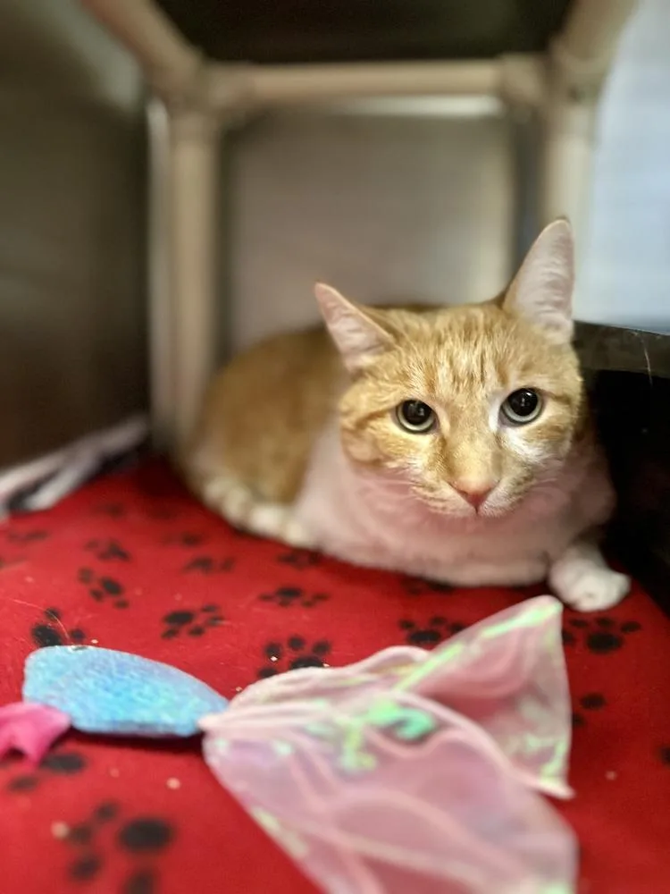 An adult large-sized female Orange & White Domestic Short Hair cat named Bertha for adoption in Bowling Green, OH