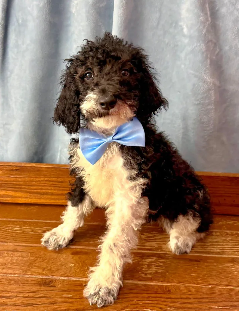 A baby medium-sized male Black Standard Poodle dog named Paddy for adoption in East Sparta, OH