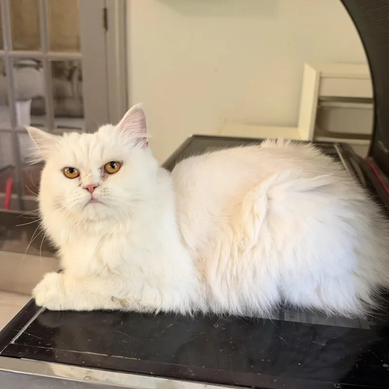 A young medium-sized female White Persian cat named Kamilia  Cuddle Buddy for adoption in Woodbridge, VA