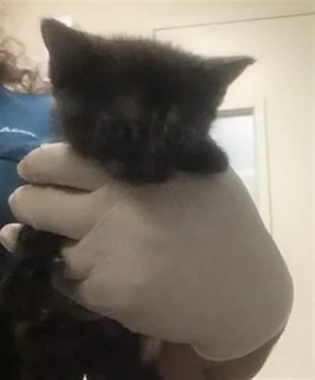 A baby small-sized female Domestic Short Hair cat named Judy for adoption in Riverside, CA