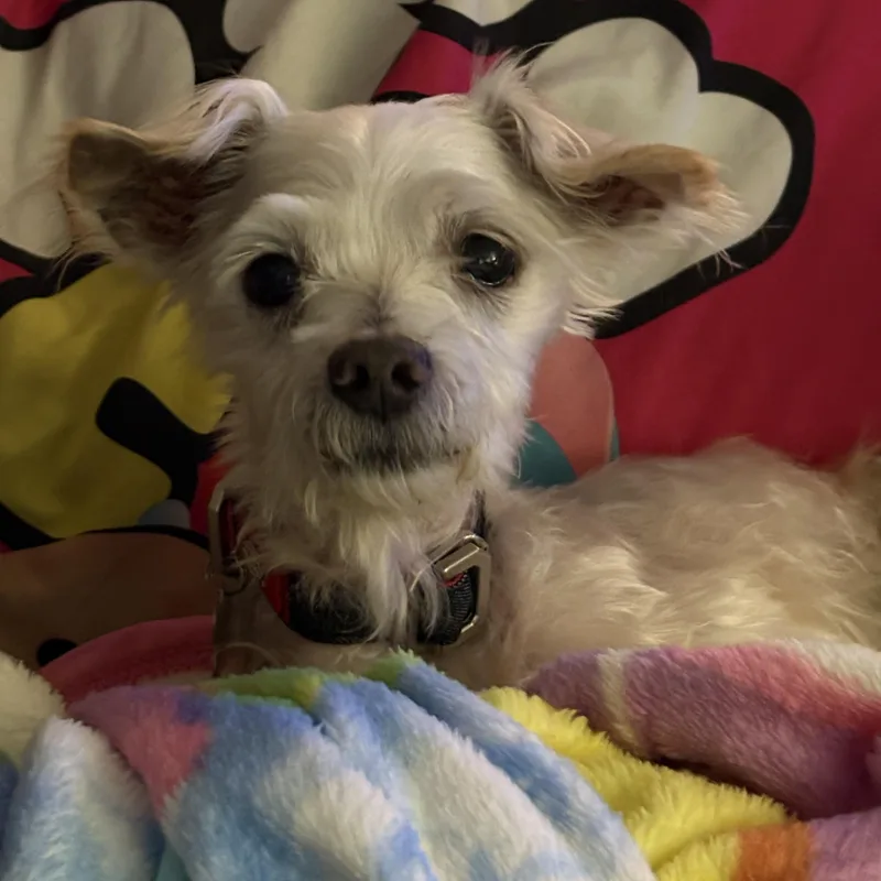 A senior small-sized male White / Cream Terrier dog named Coach for adoption in Spring, TX