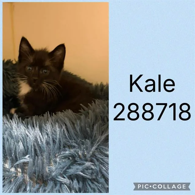 A baby small-sized female Domestic Short Hair cat named Kale for adoption in Macon, GA