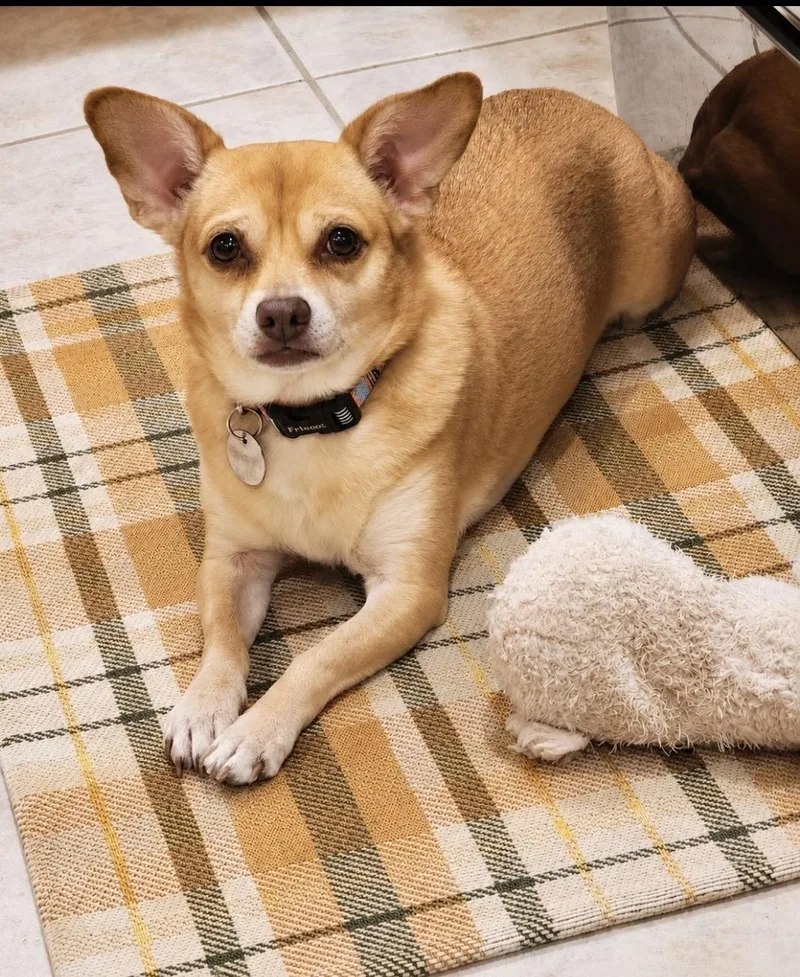 An adult small-sized male Golden Chihuahua dog named Oscar Loyal Companion for adoption in Houston, TX