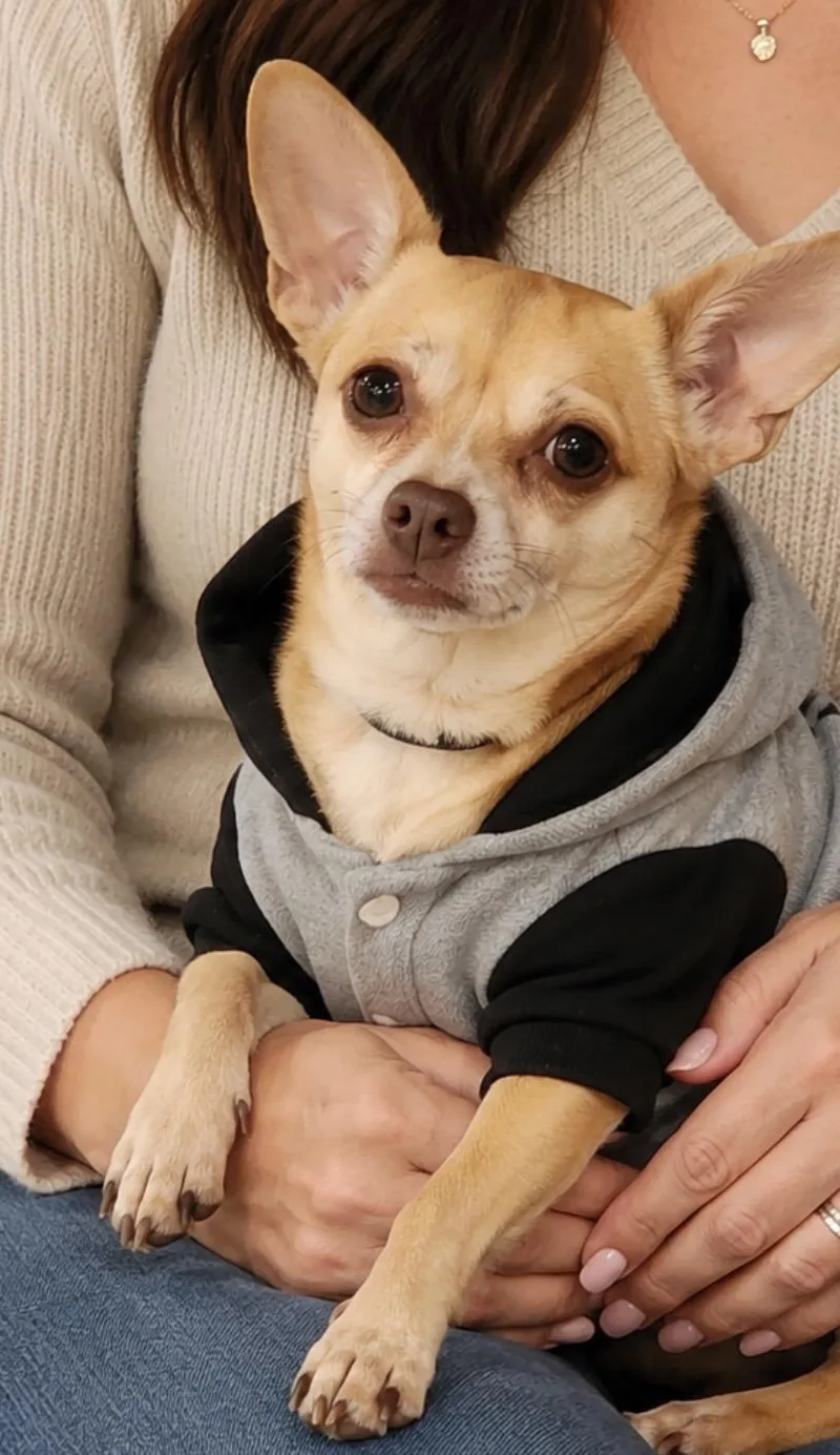 Oscar  Loyal Companion thumbnail 3