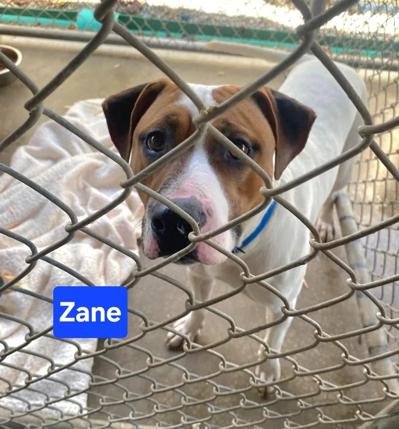A young medium-sized male Hound dog named Zane for adoption in Clinton, MO