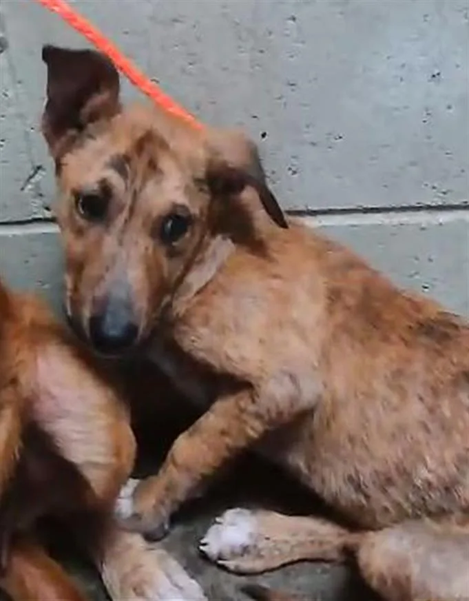A baby small-sized male German Shepherd Dog dog named Tiger for adoption in Tulsa, OK
