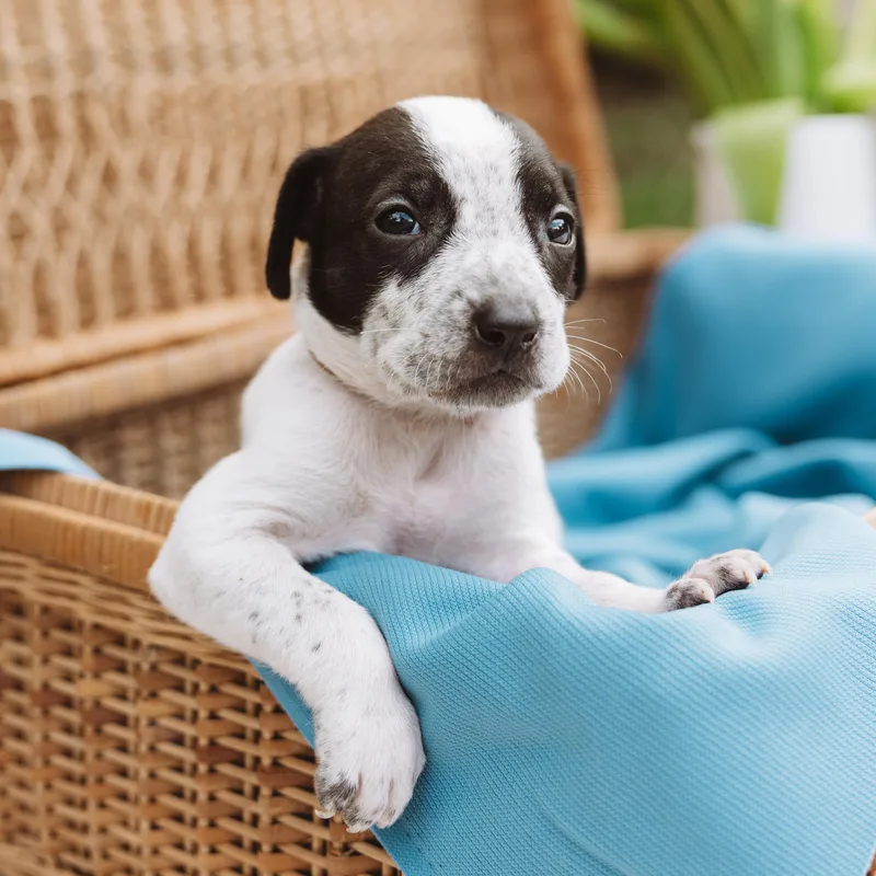 A baby medium-sized male Black Pointer dog named Alamo for adoption in Spring, TX