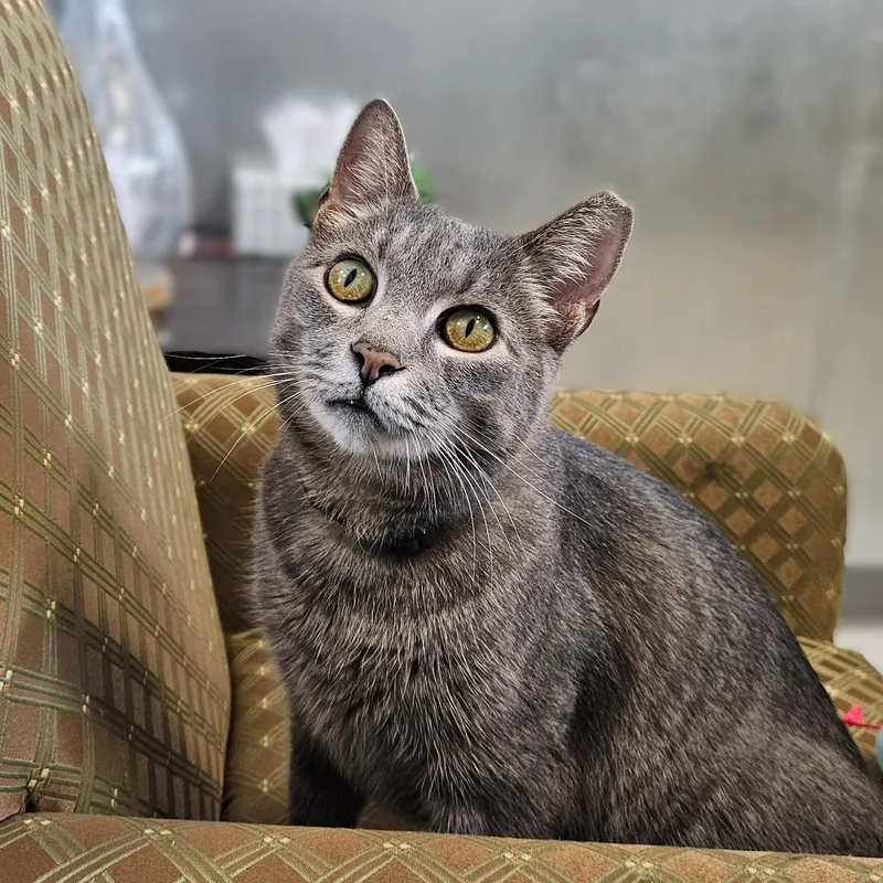 An adult large-sized male Gray / Blue / Silver Domestic Short Hair cat named Marcus Aurelius Maximus for adoption in Endicott, NY