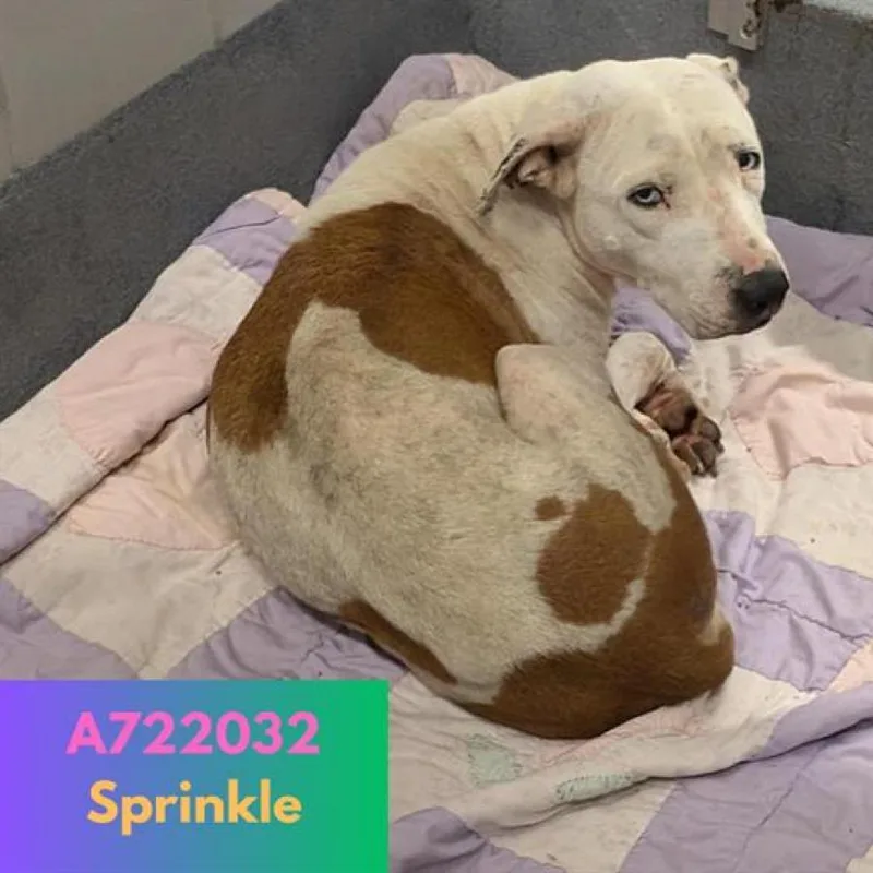 Sprinkles thumbnail 5