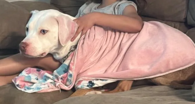 A young medium-sized female American Bulldog dog named Penny for adoption in fort worth, TX