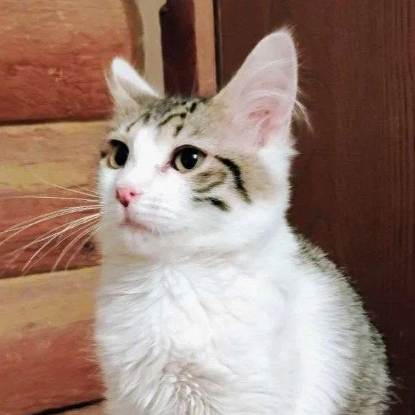 A baby medium-sized male Domestic Long Hair cat named Mr. Darcy for adoption in Laramie, WY