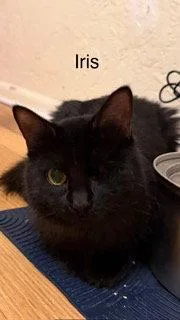 A young medium-sized female Black Domestic Long Hair cat named Iris for adoption in Oakland Park, FL