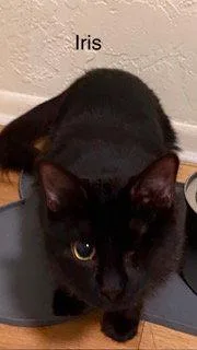 Iris thumbnail 2