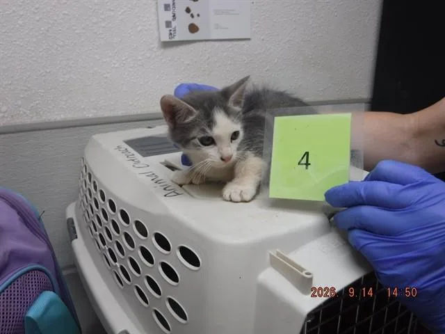 A baby small-sized male Domestic Short Hair cat named Jack for adoption in Oroville, CA