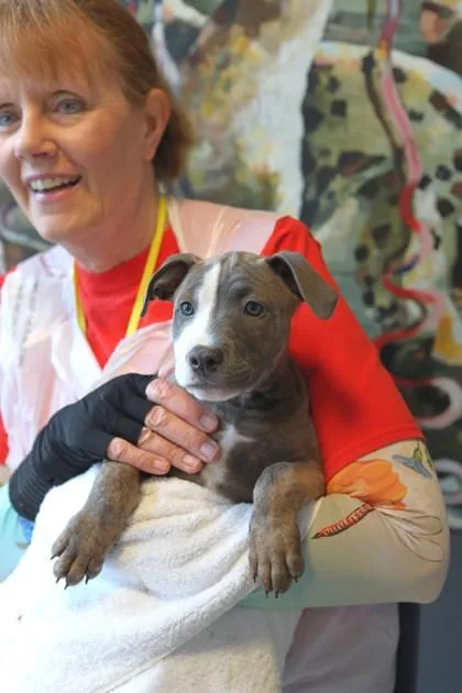 A baby small-sized male Mixed Breed dog named Mca for adoption in West Chester, PA