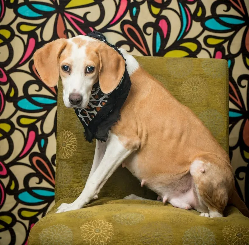 A senior medium-sized female White / Cream Mixed Breed dog named Meredith May for adoption in North Myrtle Beach, SC