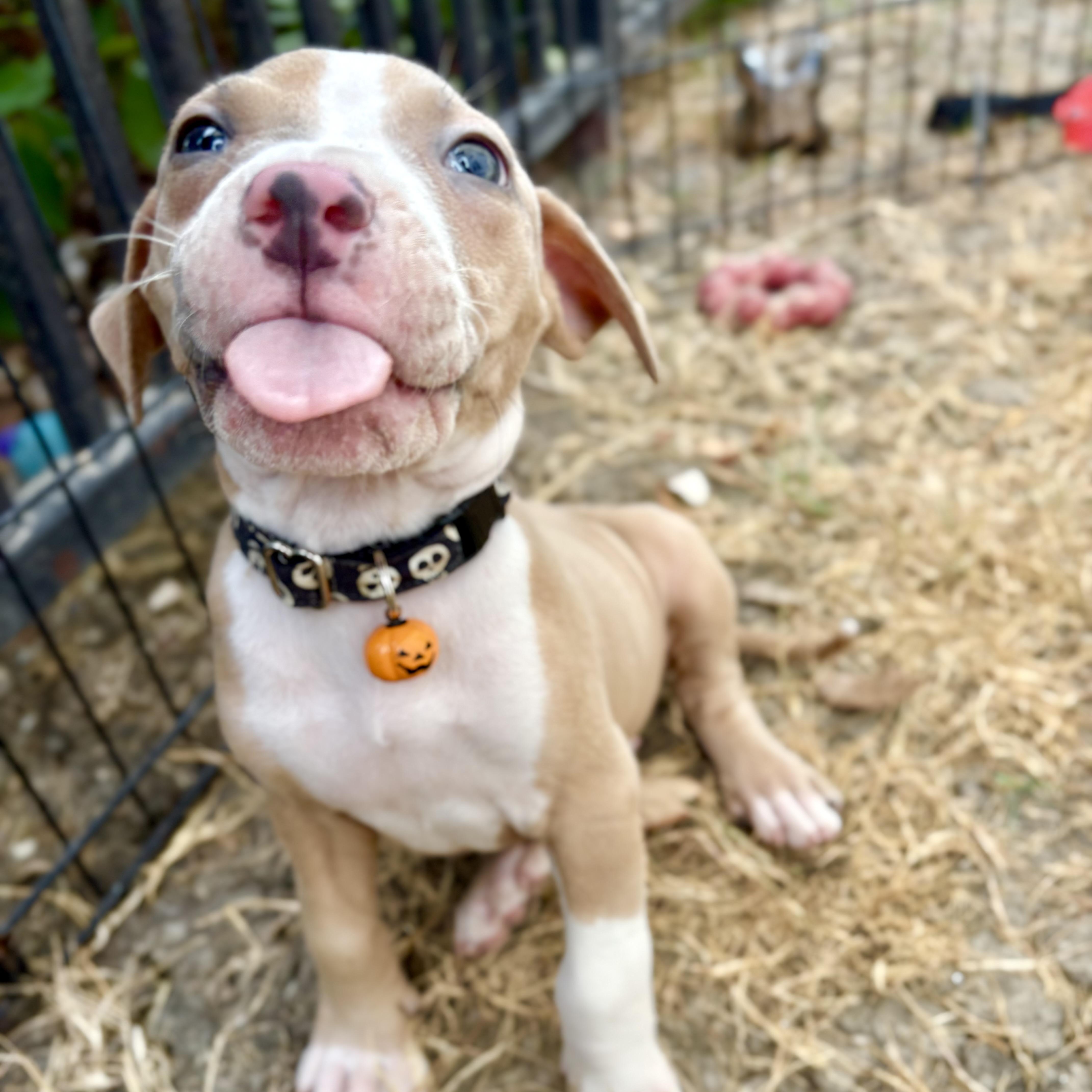 Biscuit thumbnail 3