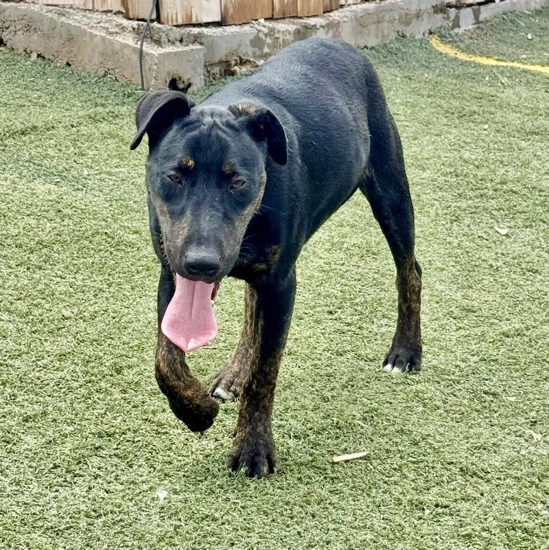 A young medium-sized male Bull Terrier dog named Harvey for adoption in Longview, TX