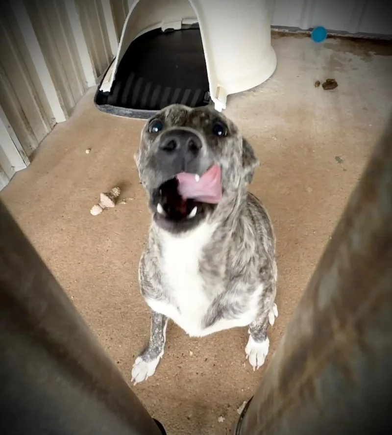 An adult medium-sized female Pit Bull Terrier dog named Daisy for adoption in Ada, OK